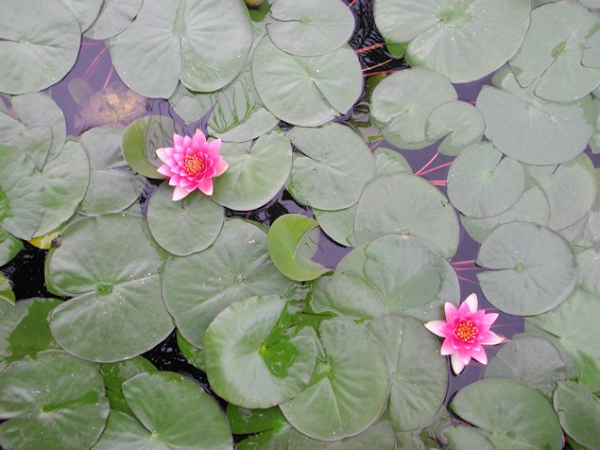 2er Set verschiedene Seerosen